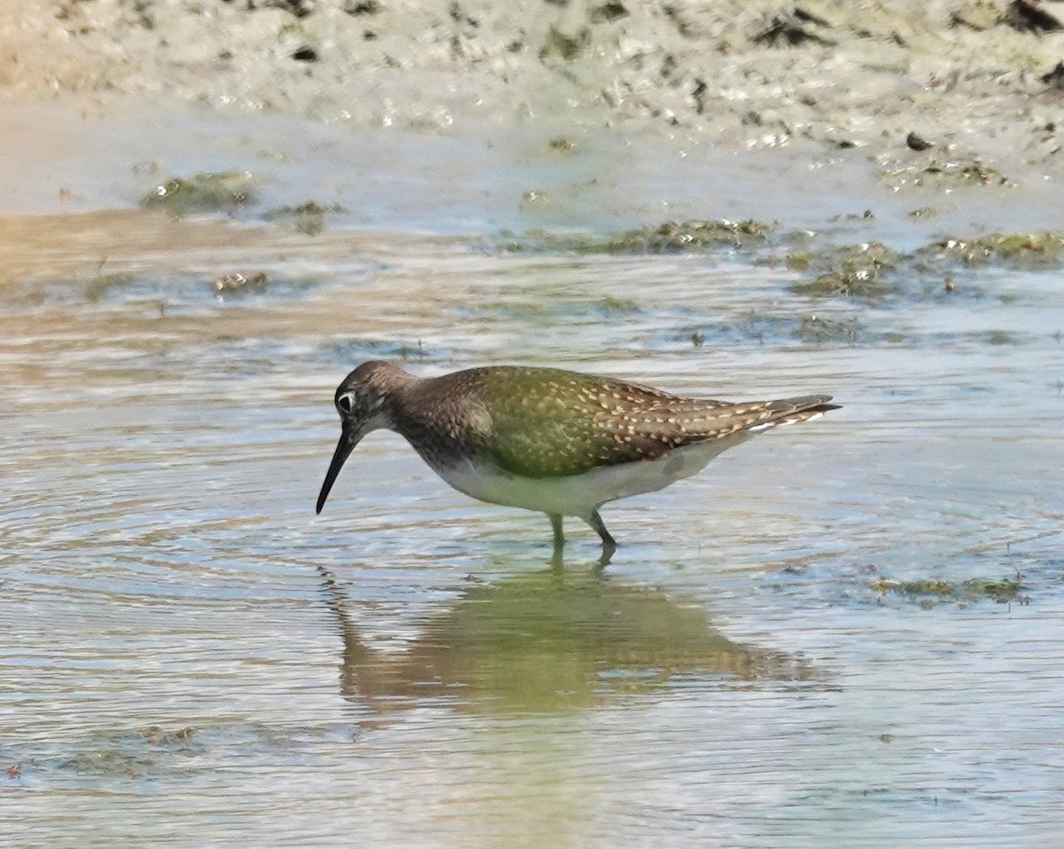 Solitary Sandpiper - ML641231162