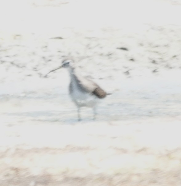 Greater Yellowlegs - ML641231163