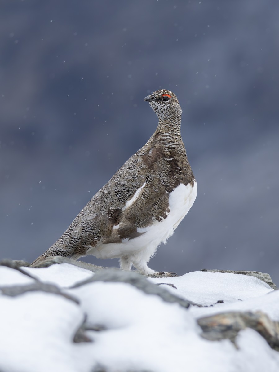 Rock Ptarmigan - ML641231165
