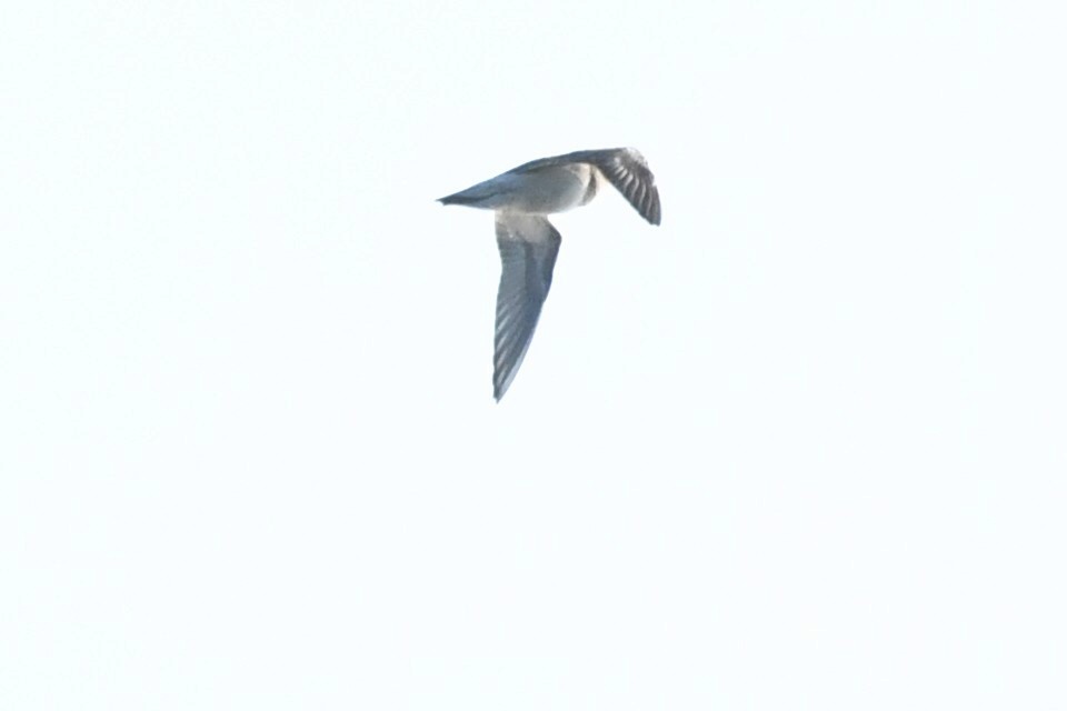 White-rumped Sandpiper - ML641231167