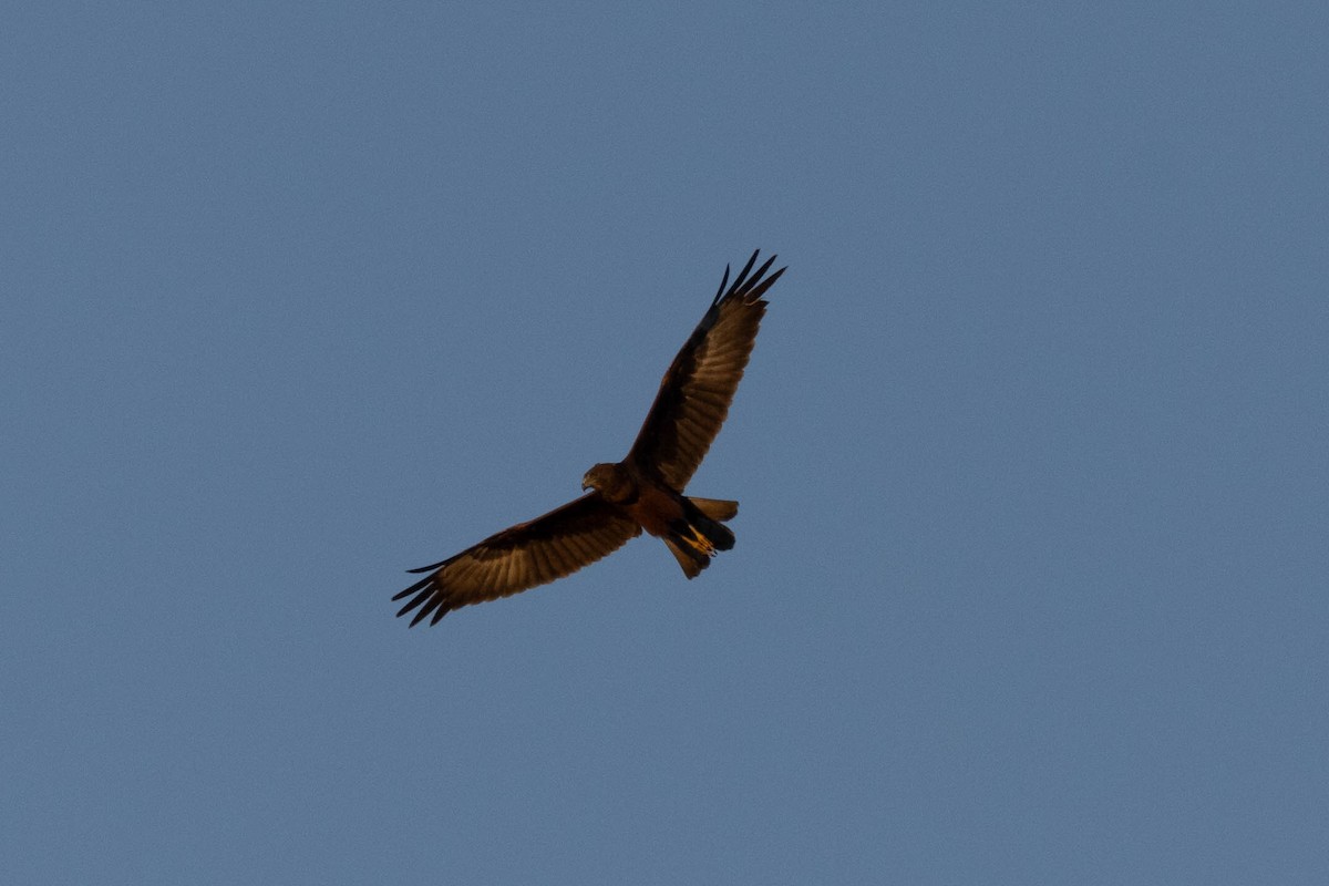 Swamp Harrier - ML641231169