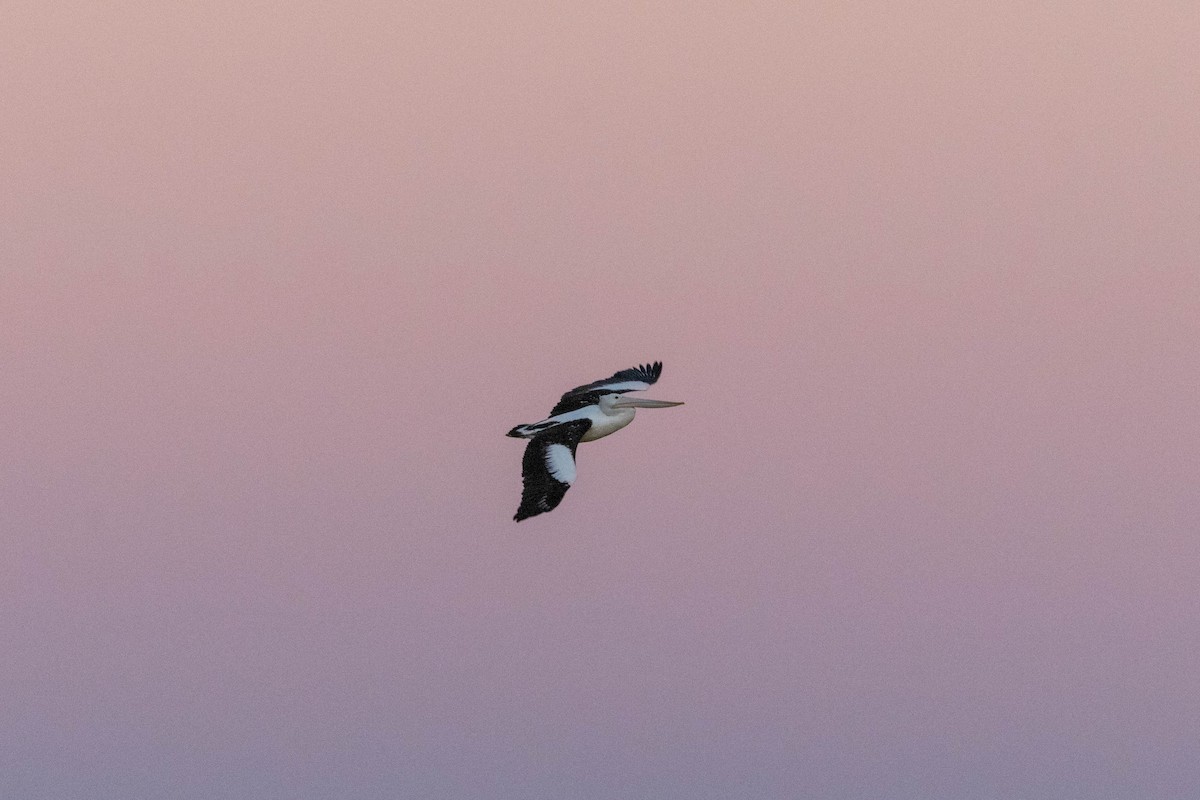 Australian Pelican - ML641231170