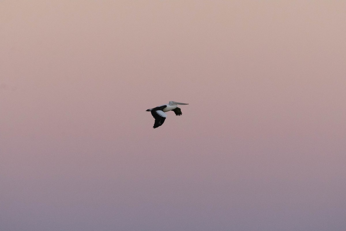 Australian Pelican - ML641231171