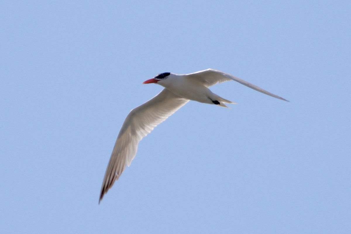 Caspian Tern - ML641231172