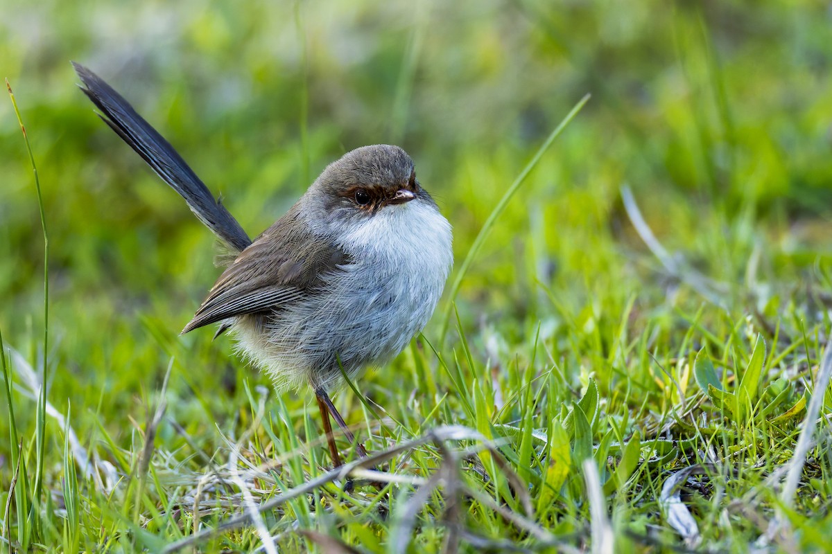 Superb Fairywren - ML641231173