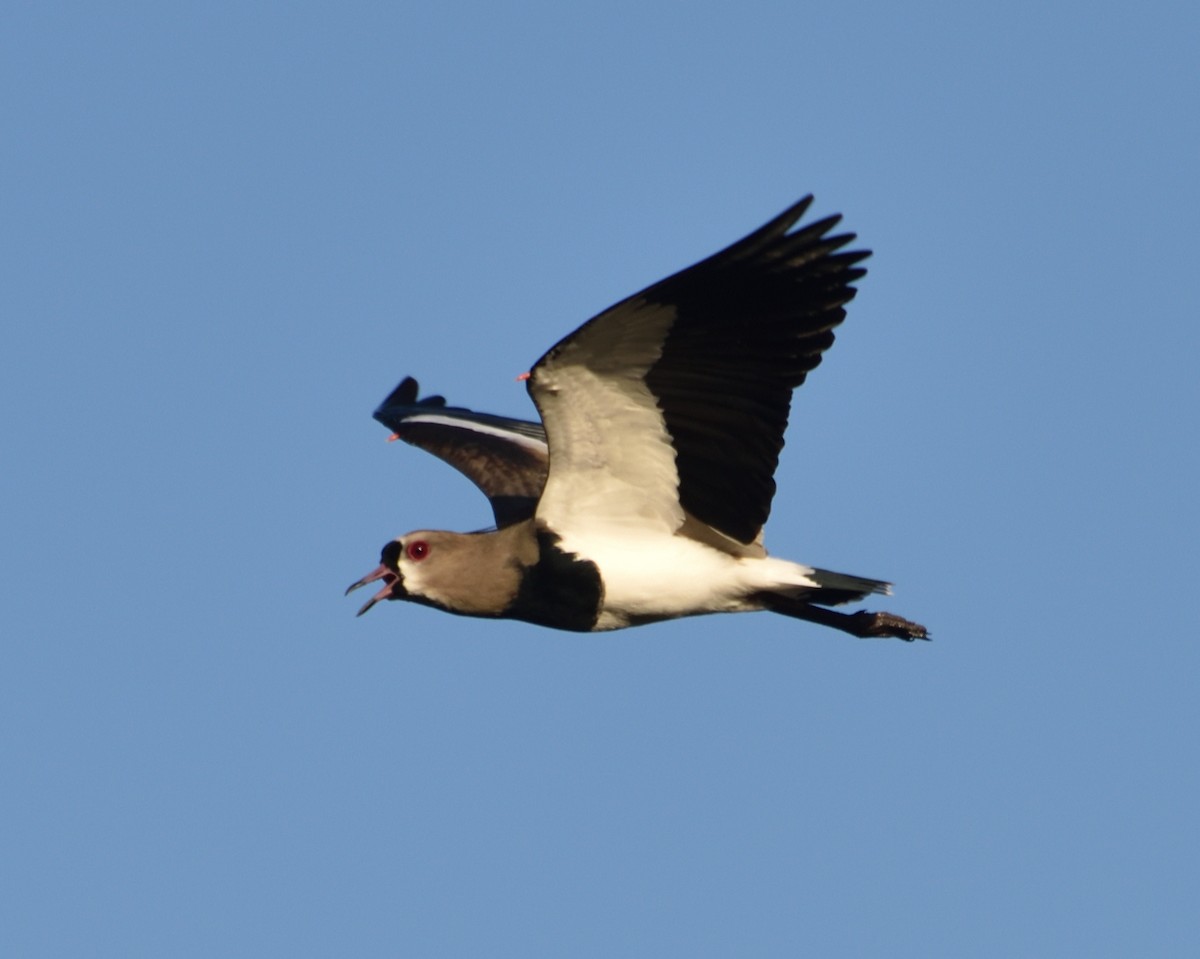 Southern Lapwing - ML641231174