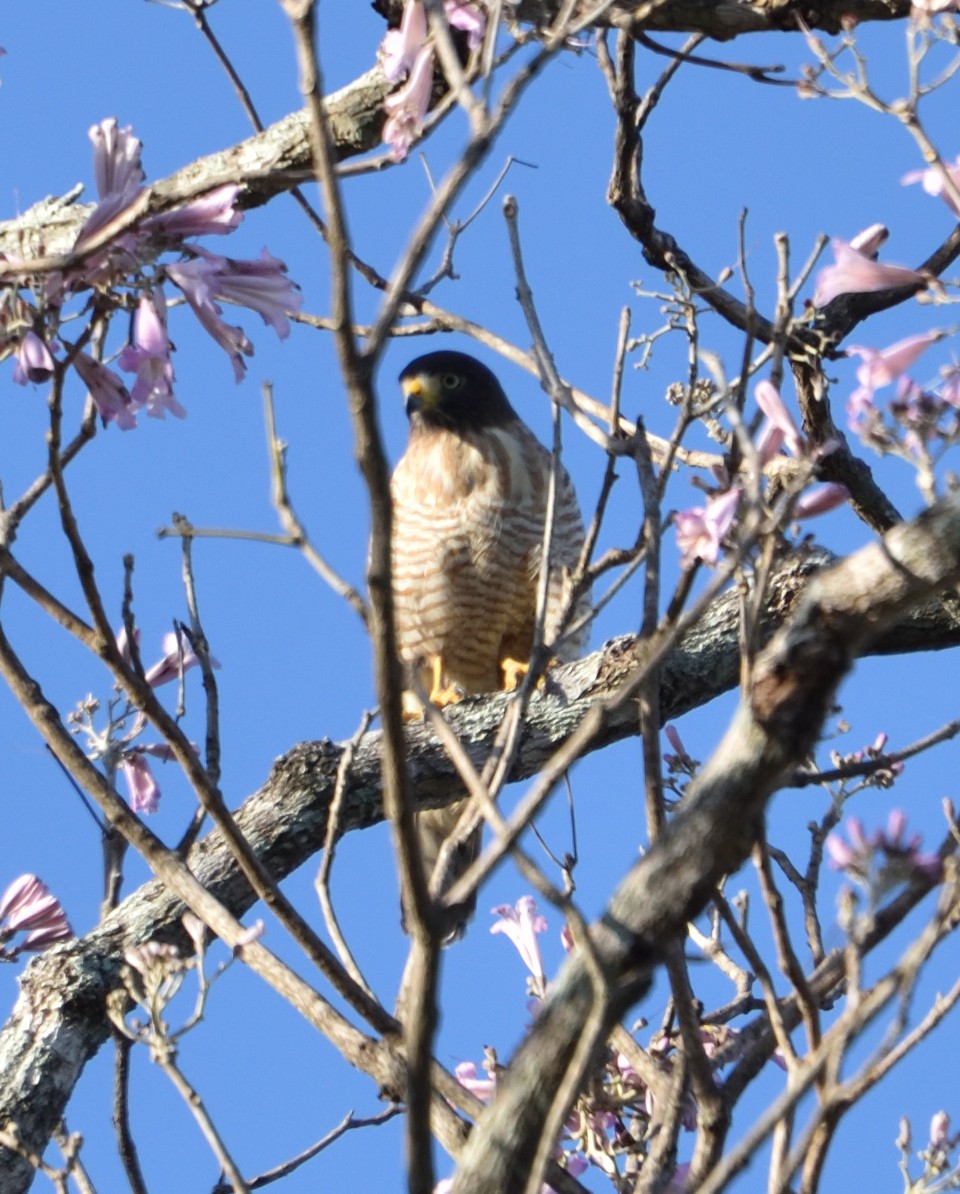 Roadside Hawk - ML641231176
