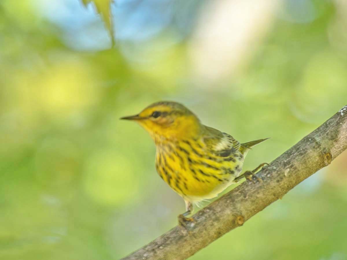 Cape May Warbler - ML641231177