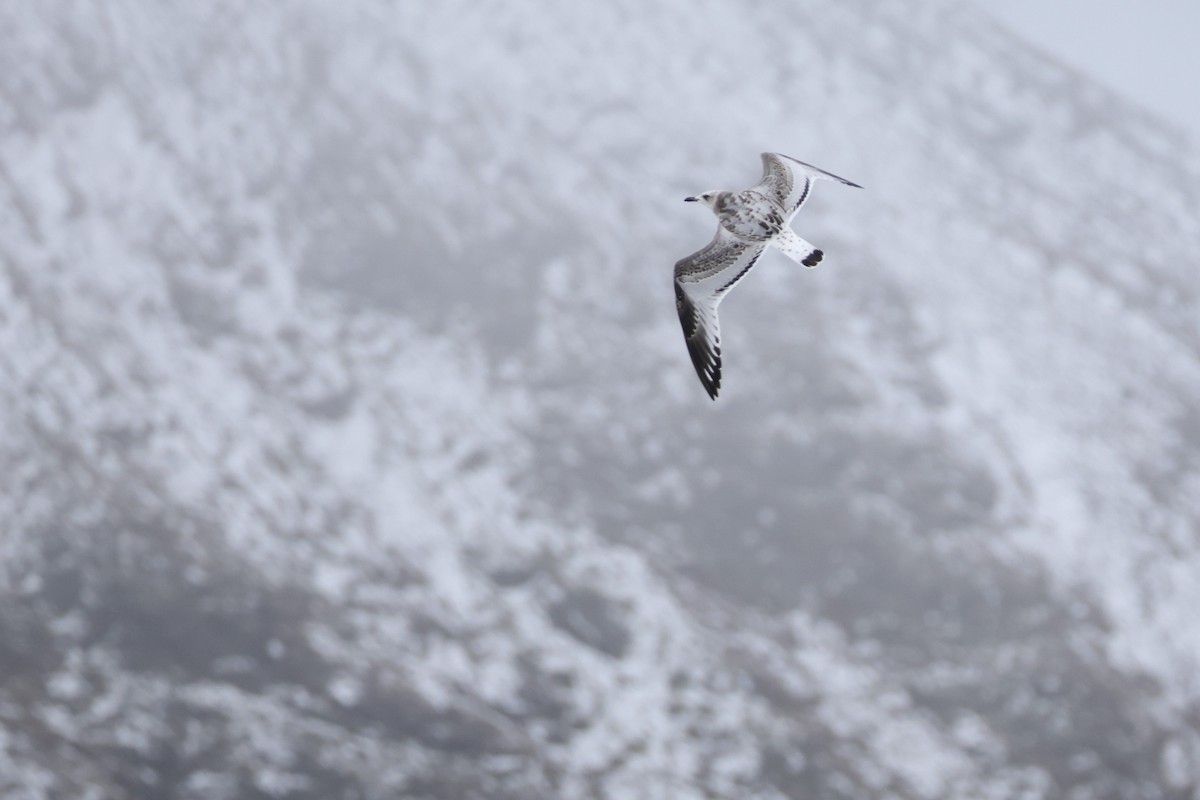 Mediterranean Gull - ML641231178