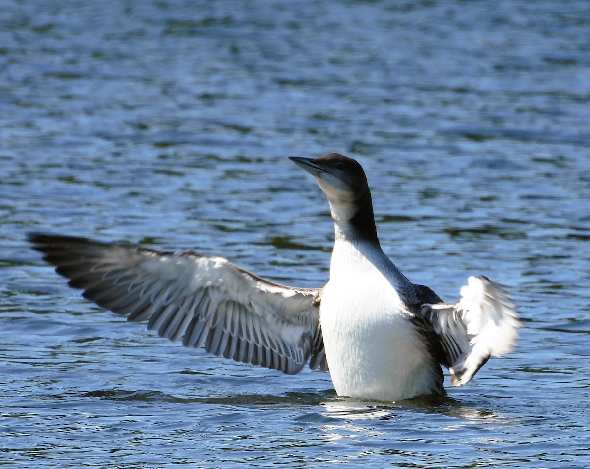 Common Loon - ML641231180