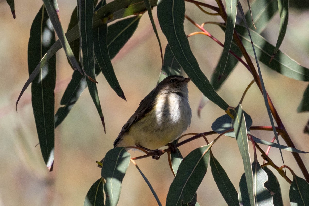 Weebill - ML641231186