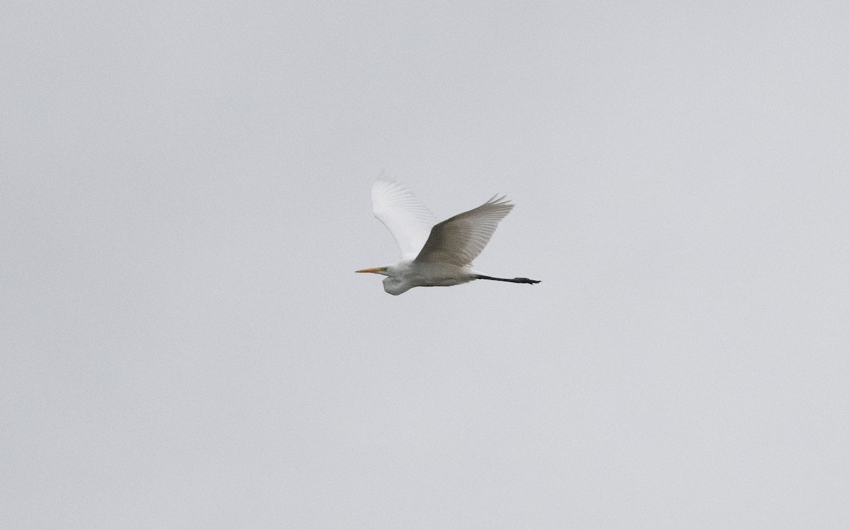 Great Egret - ML641231235
