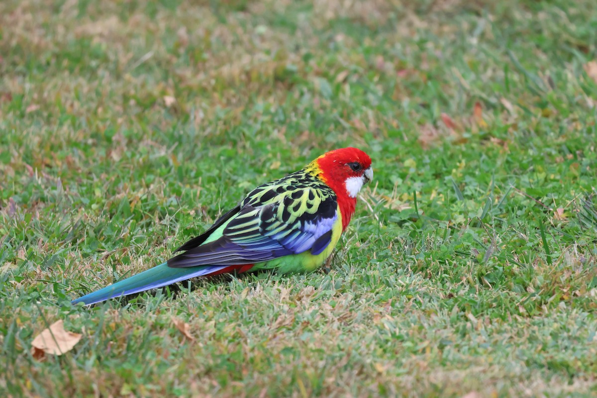 ナナクサインコ - ML641231244