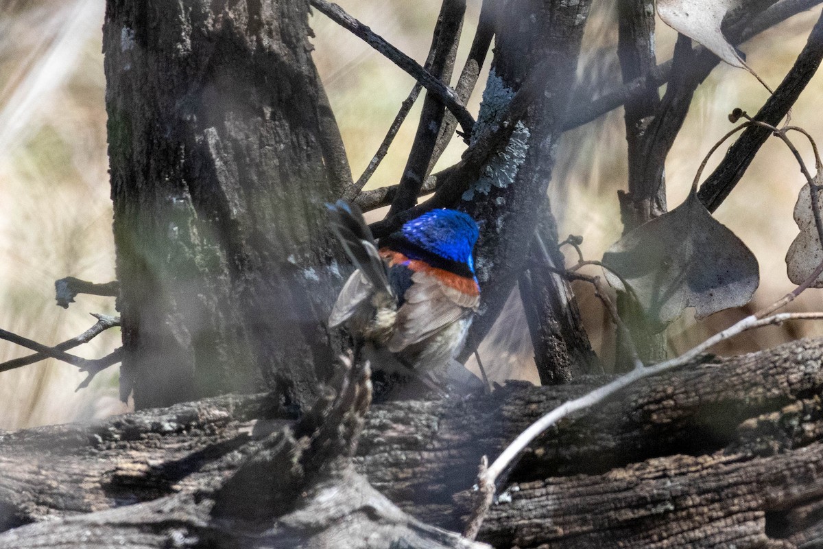 Purple-backed Fairywren - ML641231336