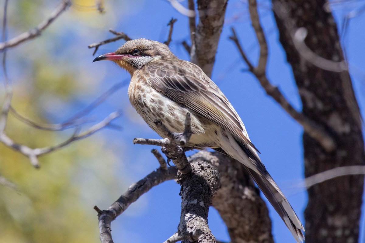 Spiny-cheeked Honeyeater - ML641231337