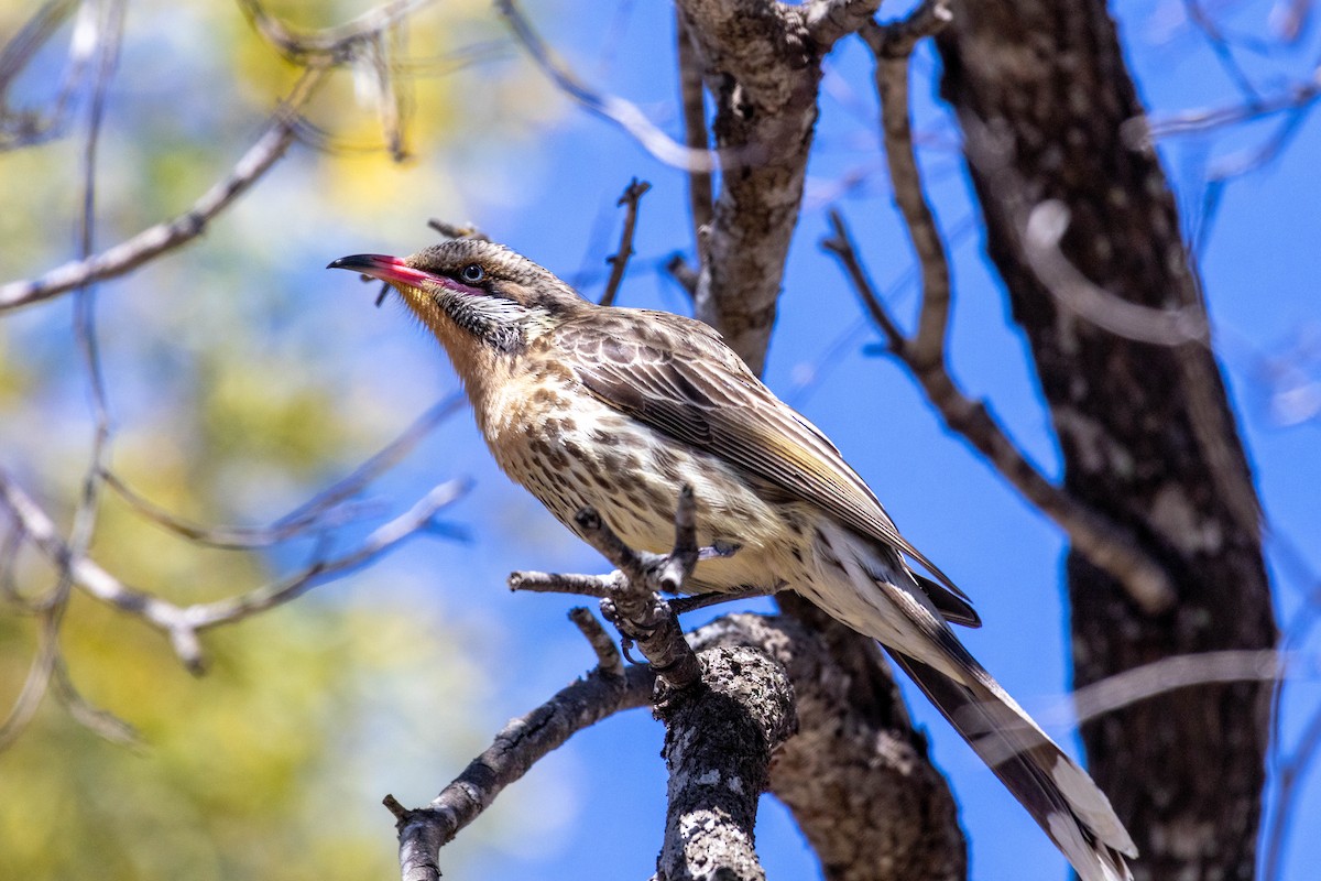 Spiny-cheeked Honeyeater - ML641231338