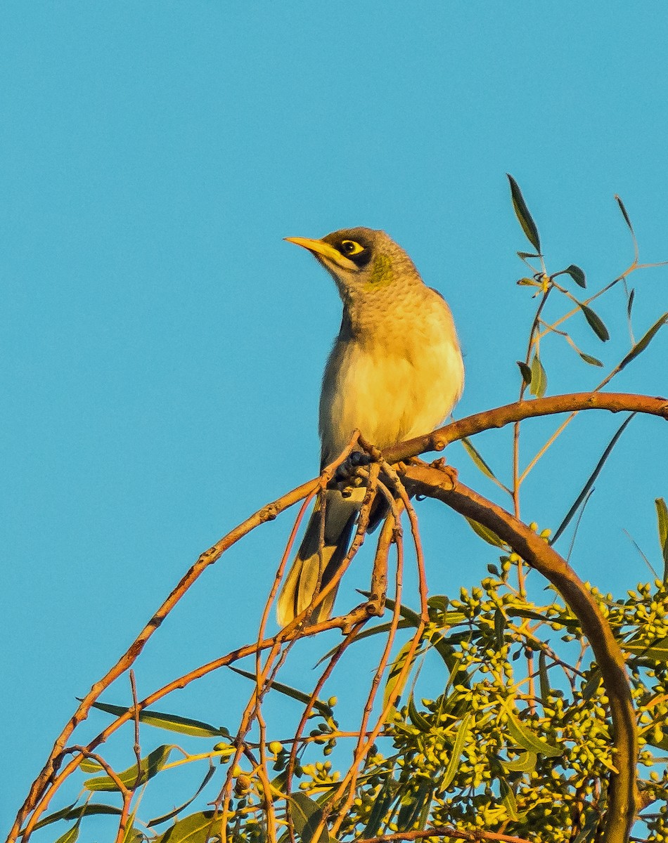 Yellow-throated Miner - ML641231340