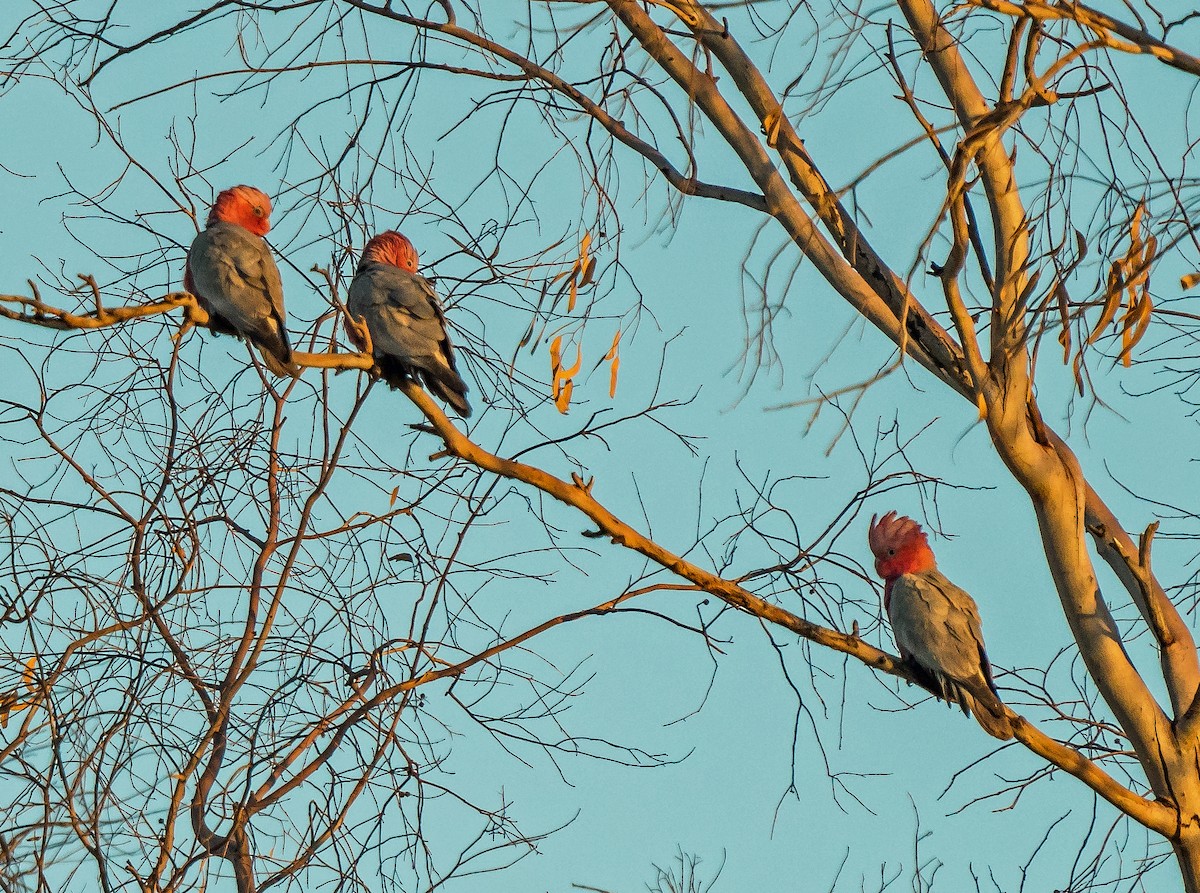 Galah - ML641231351
