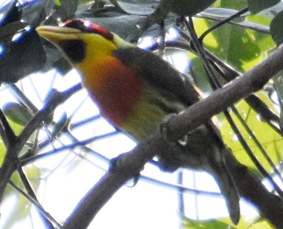 Lemon-throated Barbet - ML641231358