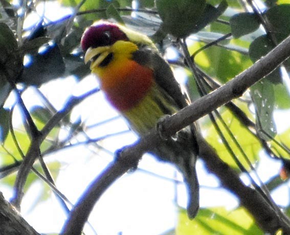 Lemon-throated Barbet - ML641231366