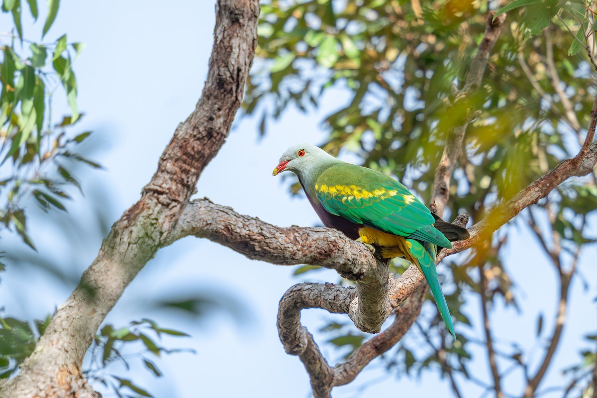 Wompoo Fruit-Dove - ML641231369