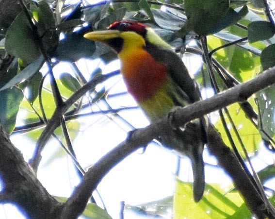 Lemon-throated Barbet - ML641231377