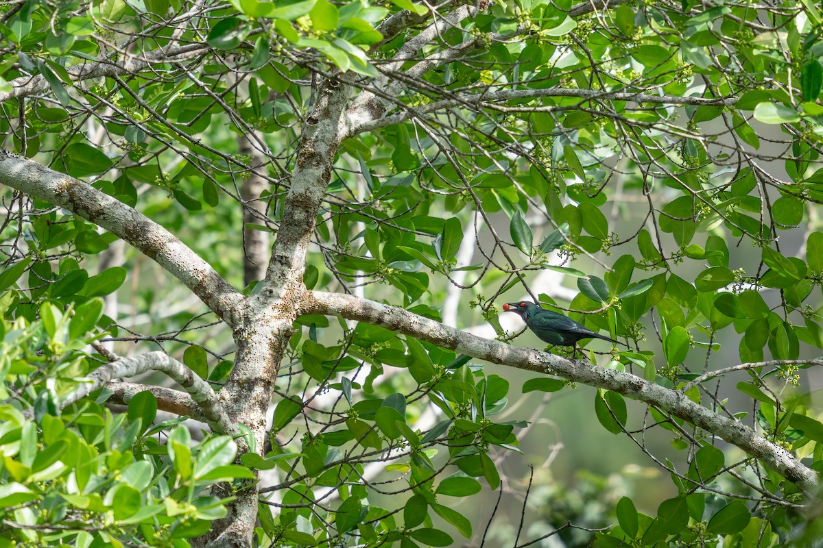 Metallic Starling - ML641231402