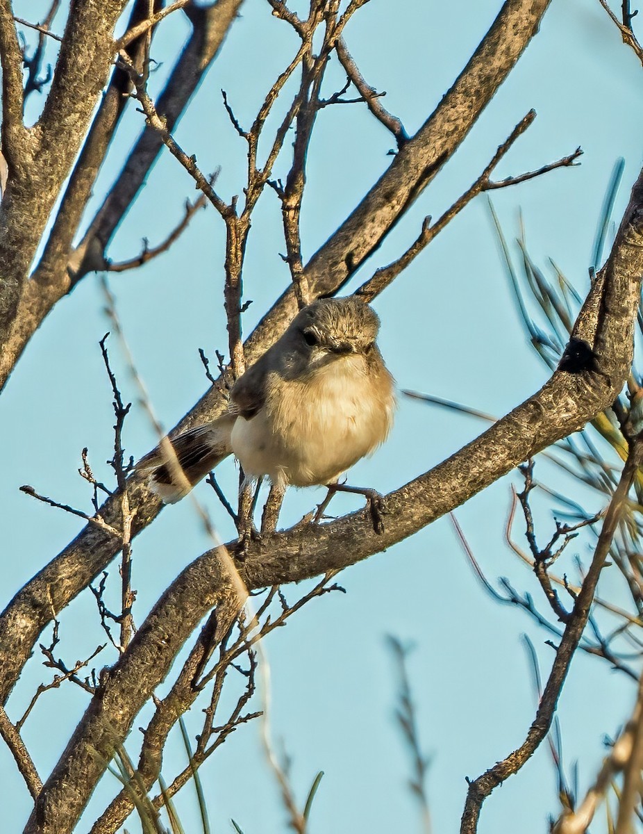 Slaty-backed Thornbill - ML641231403