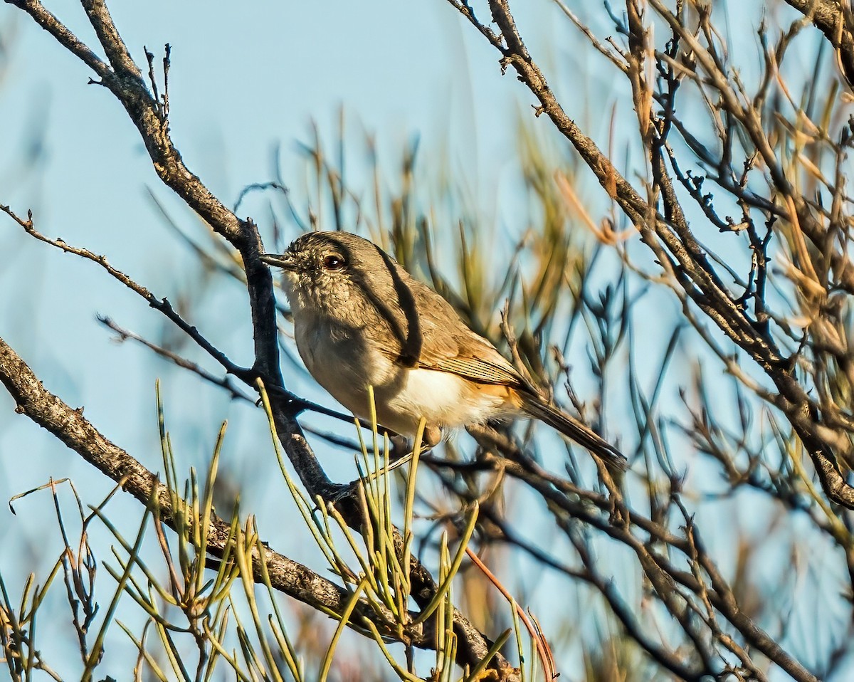 Slaty-backed Thornbill - ML641231404