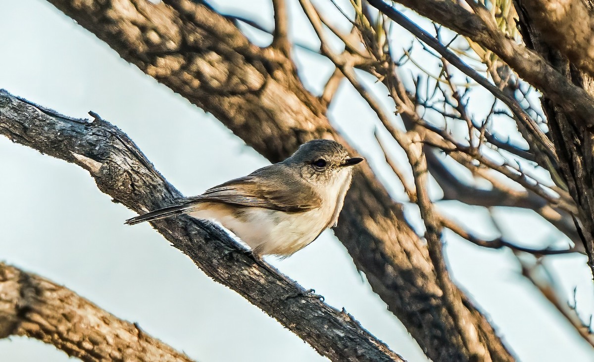 Slaty-backed Thornbill - ML641231405