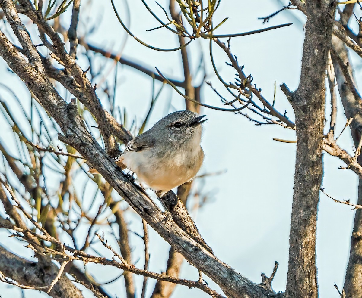 Slaty-backed Thornbill - ML641231406