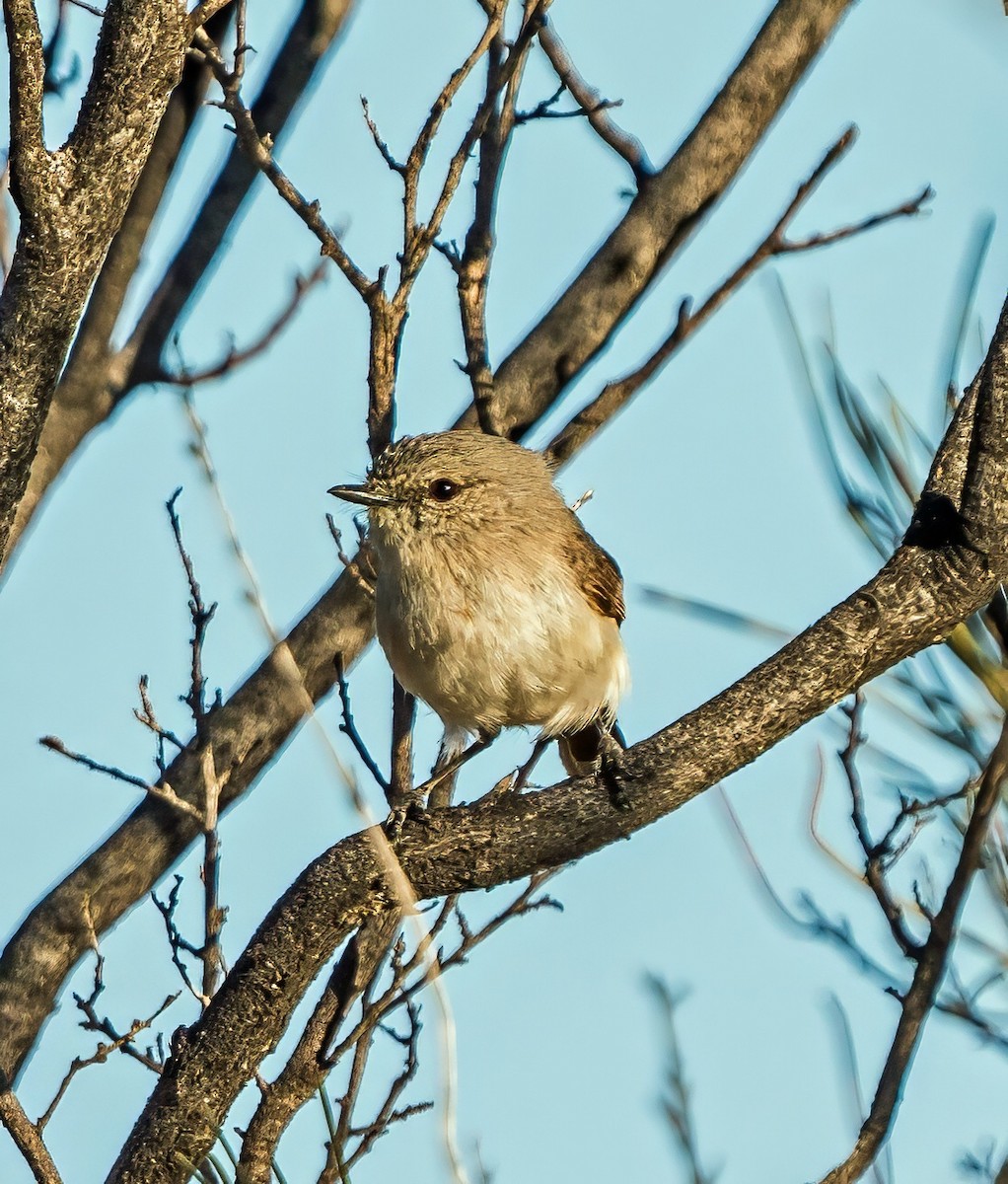 Slaty-backed Thornbill - ML641231408