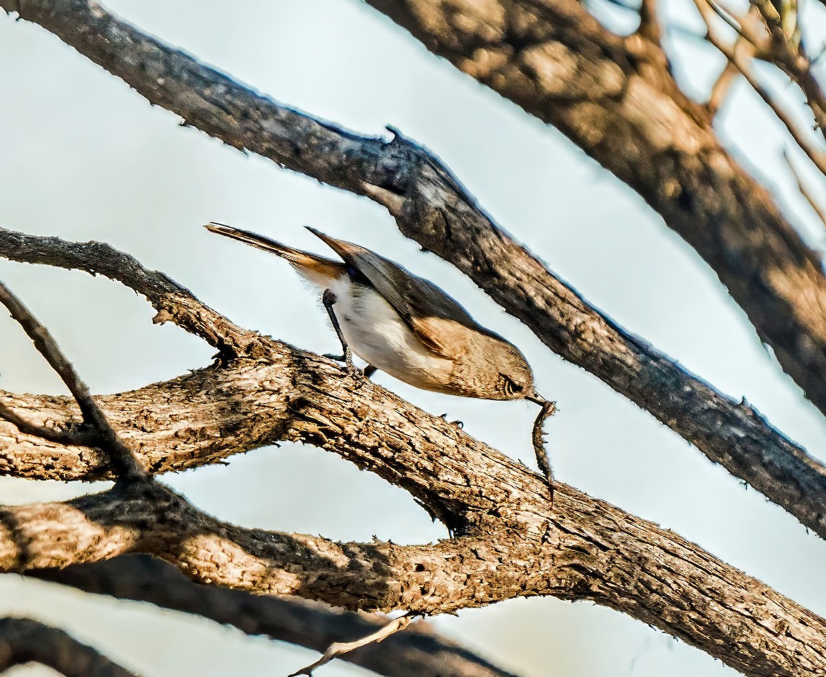Slaty-backed Thornbill - ML641231409
