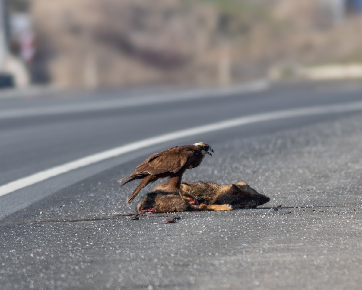 moták pochop - ML641231417