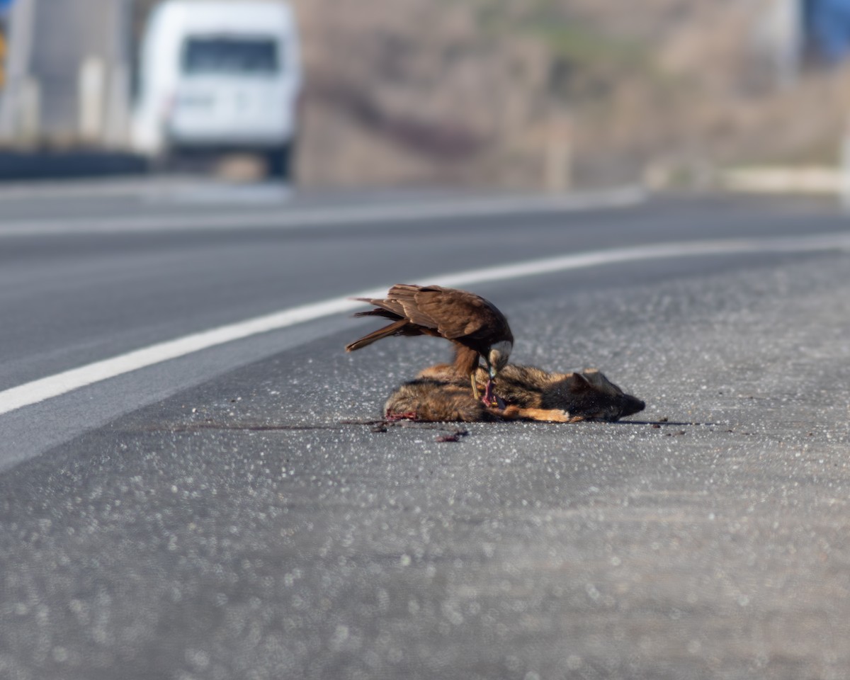 moták pochop - ML641231418