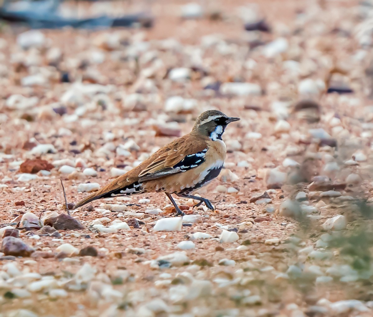Western Quail-thrush - ML641231441