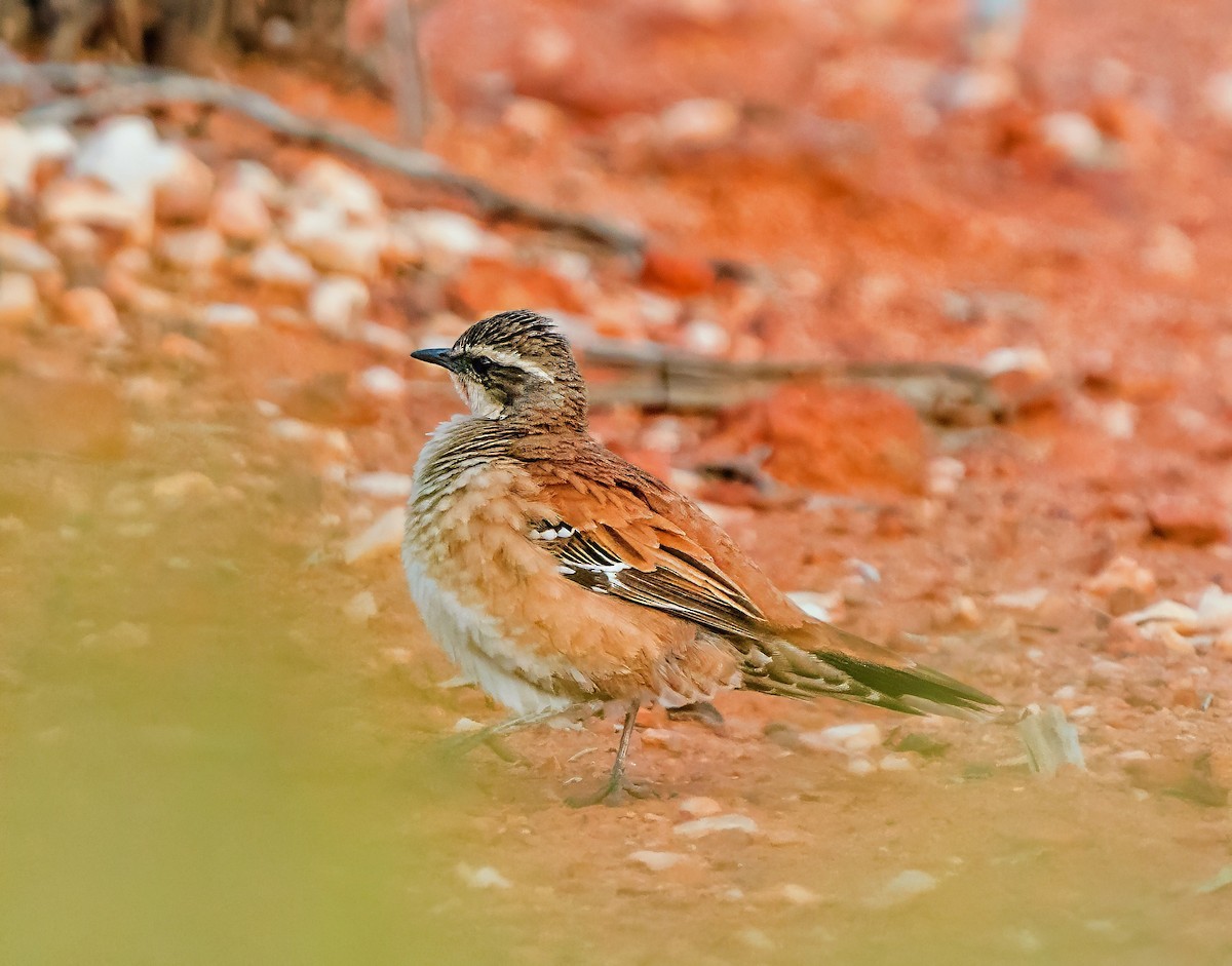 Western Quail-thrush - ML641231443