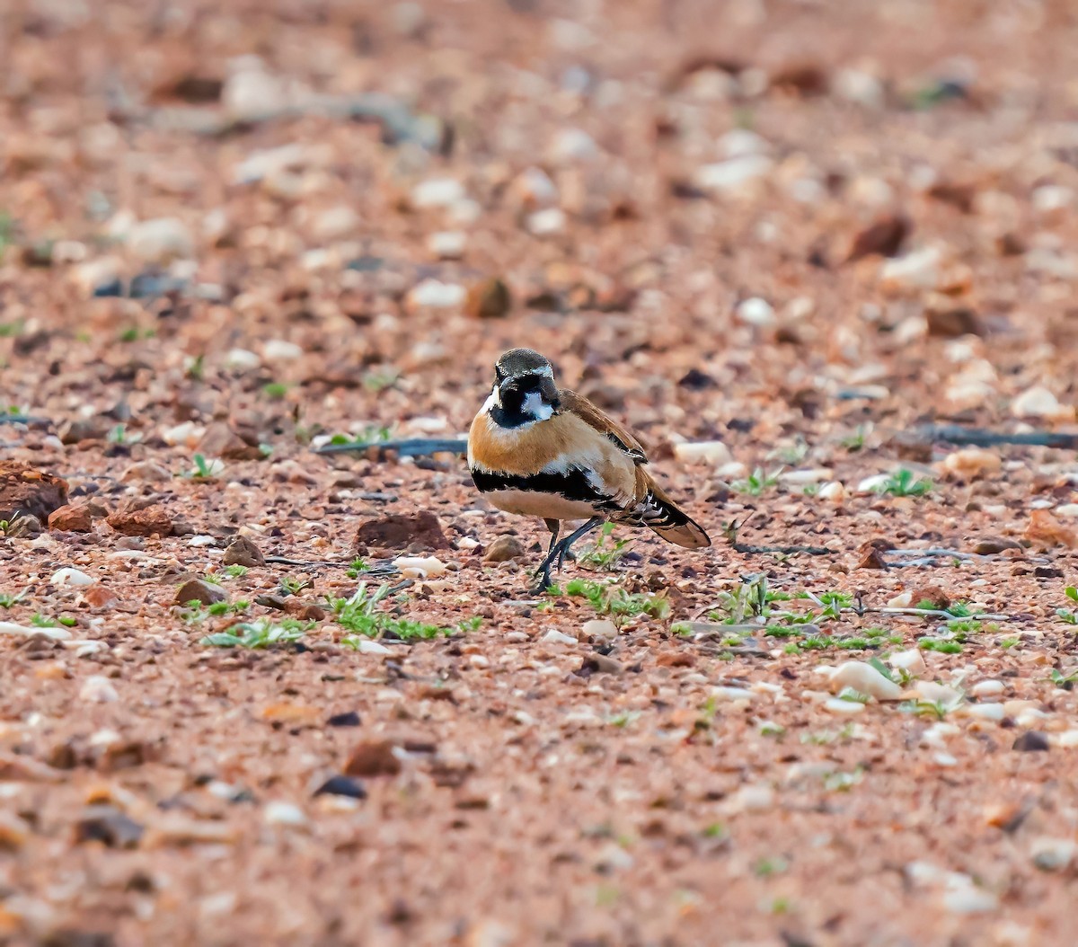 Western Quail-thrush - ML641231444