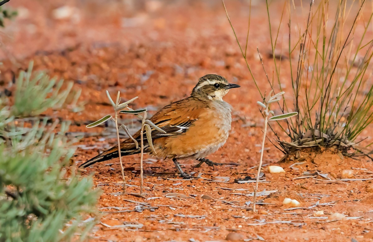 Western Quail-thrush - ML641231445