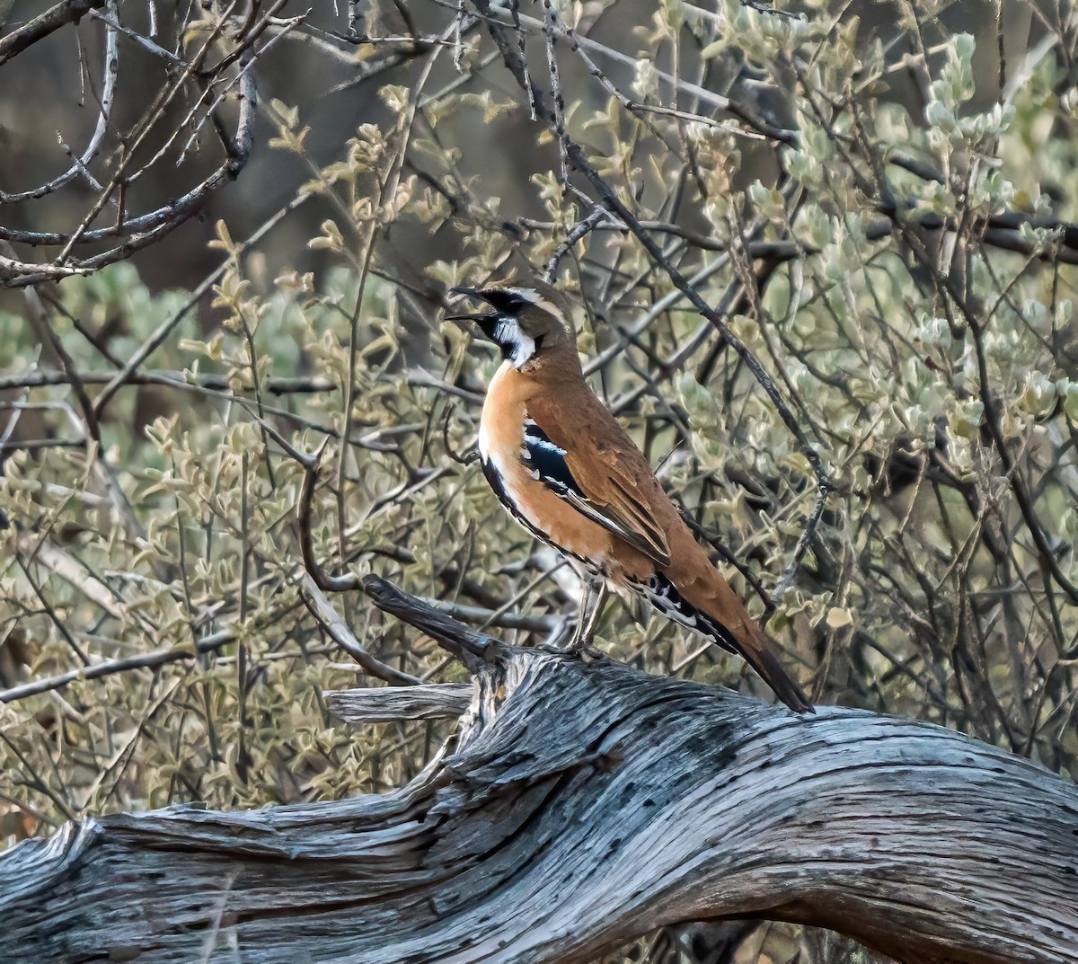 Western Quail-thrush - ML641231446