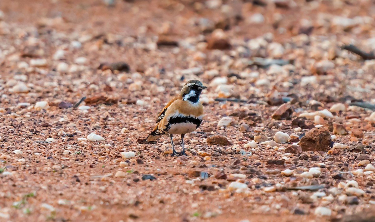 Western Quail-thrush - ML641231447