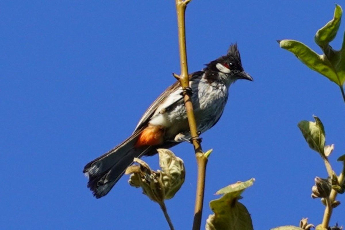 bulbul červenouchý - ML641231535