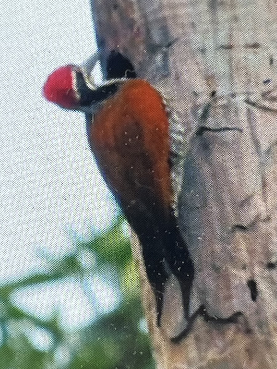 Greater Flameback - ML641231579