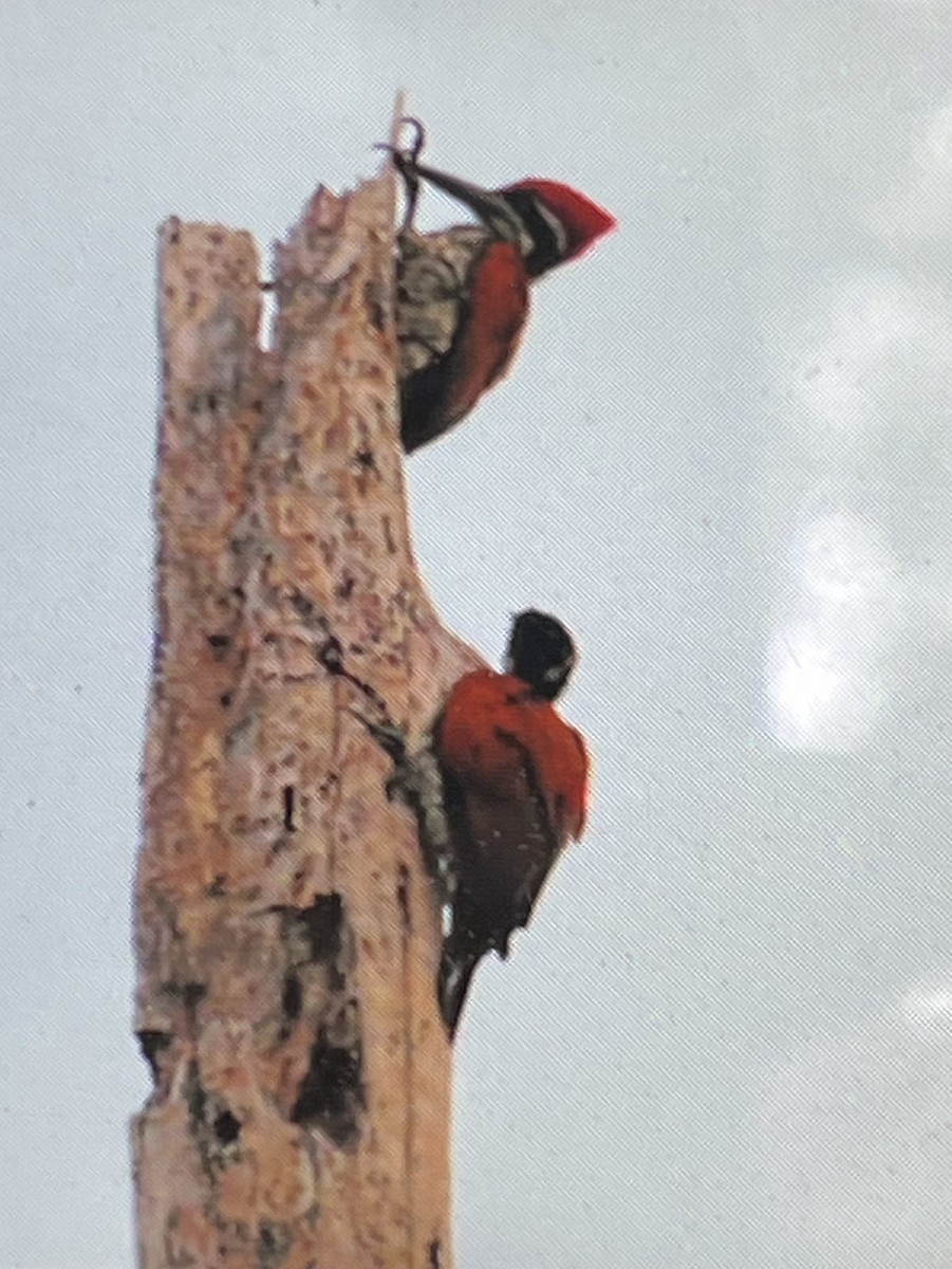 Greater Flameback - ML641231580