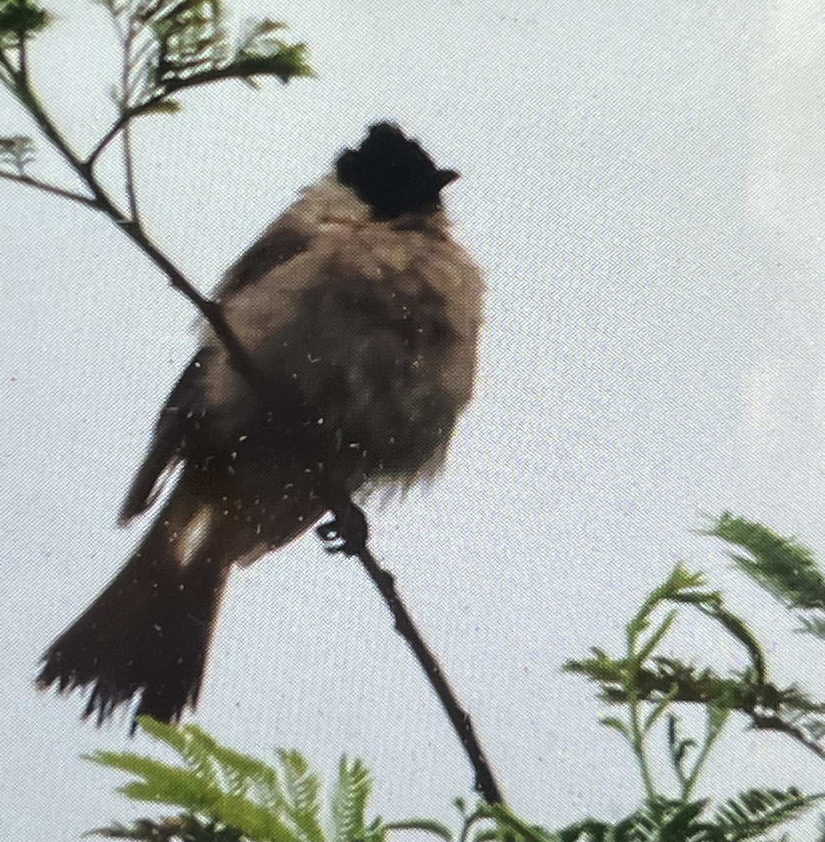 Bulbul urre-ipurdia - ML641231652