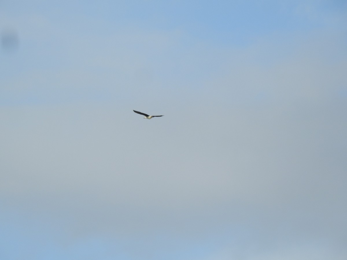 Knob-billed Duck - ML641231655