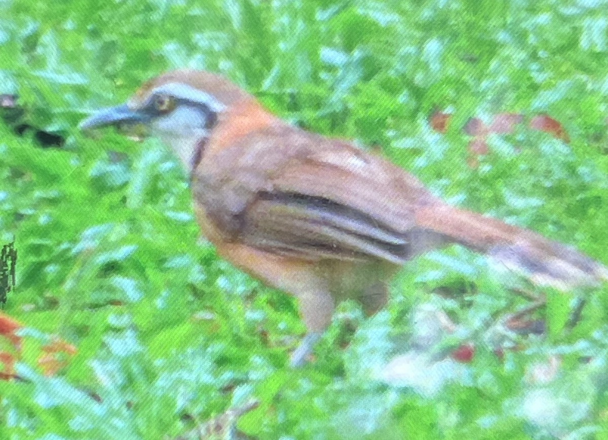 Lesser Necklaced Laughingthrush - ML641231661