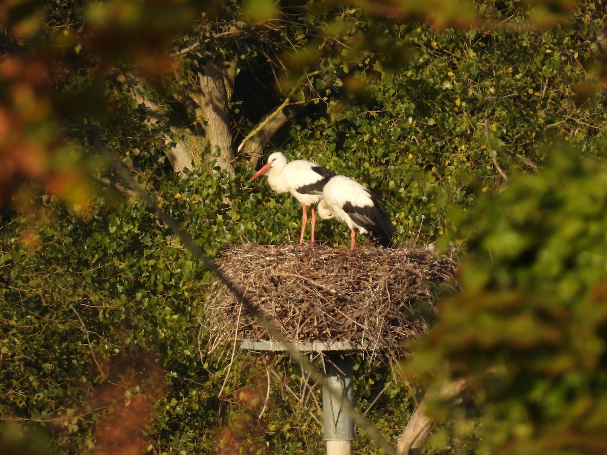 White Stork - ML641231669