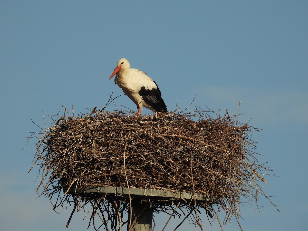 White Stork - ML641231671