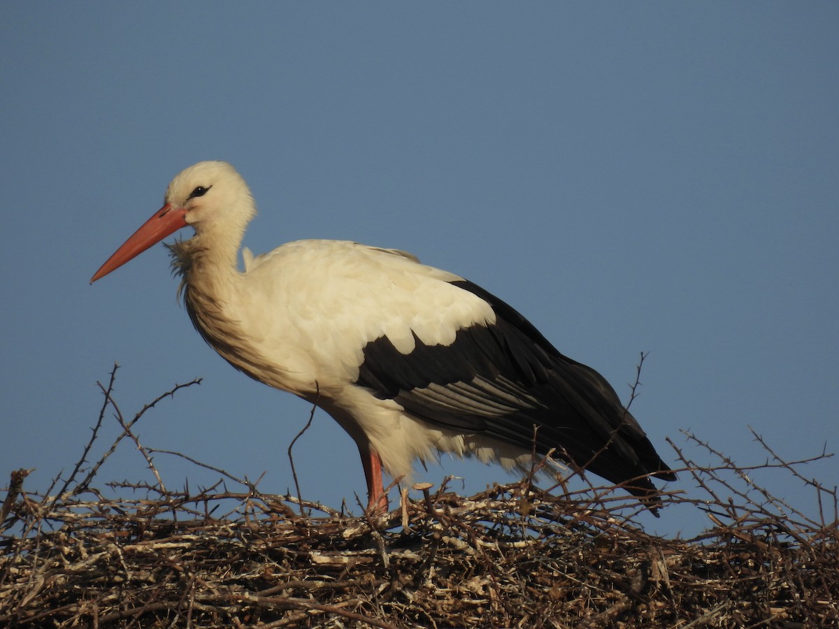 White Stork - ML641231674